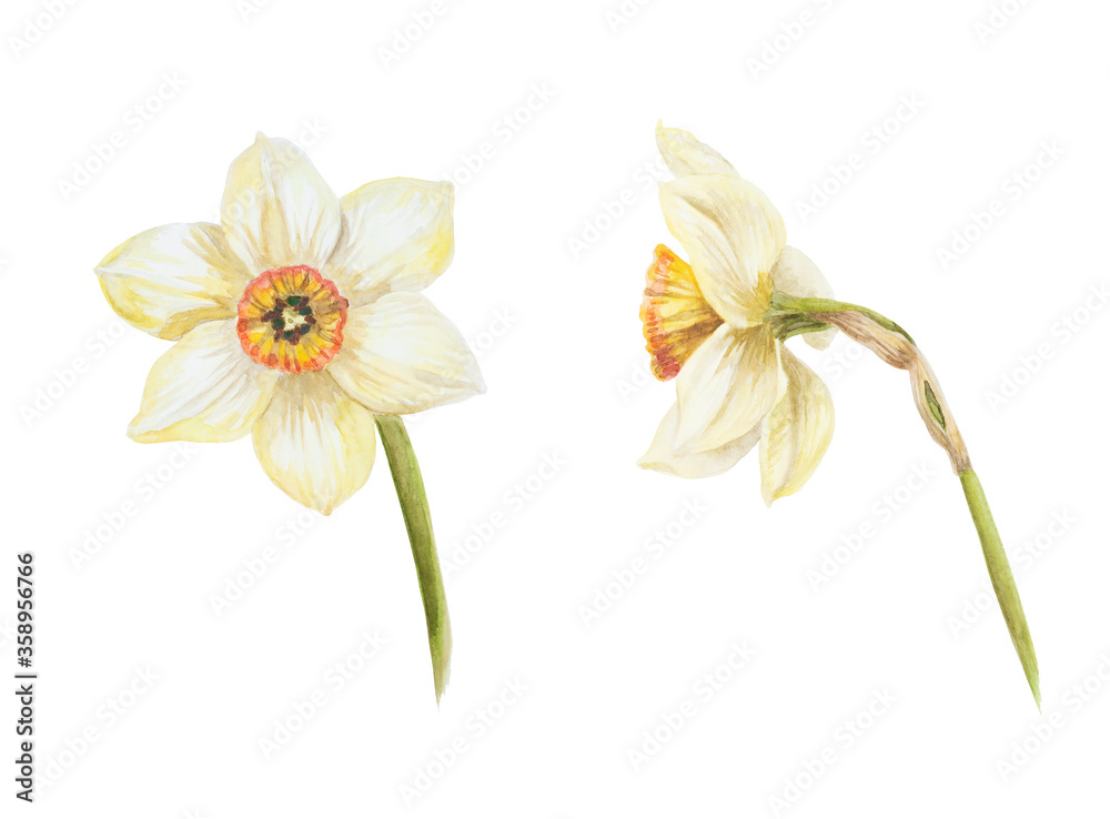 Fototapeta premium Watercolor spring flower yellow narcissus blooming front and side view painting on a white background