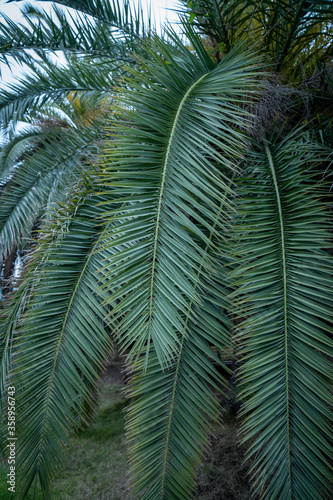 green tree vacation palm tree