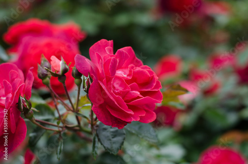 Tea rose bush. Red Rose. Red flowers. © Ярослав Марценюк