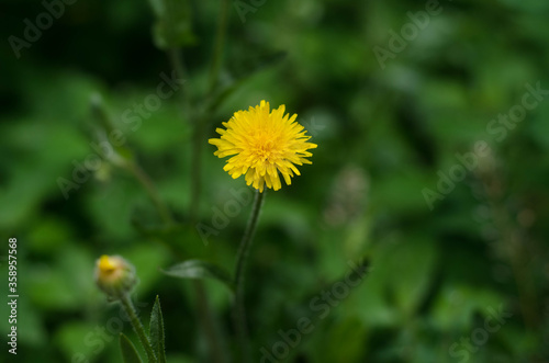 Yellow dandelion. Wild flower. Yellow flower.