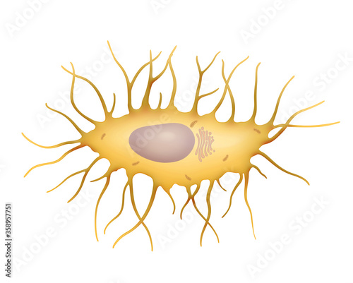 Osteocyte. Bone cell photo