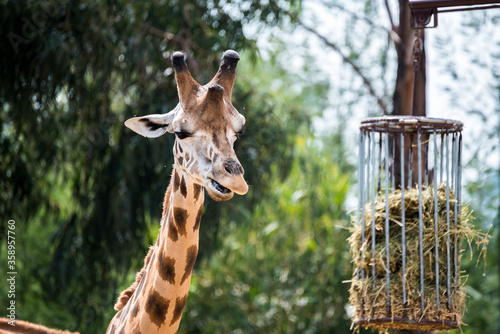 retrato de una girafa en siu habitat