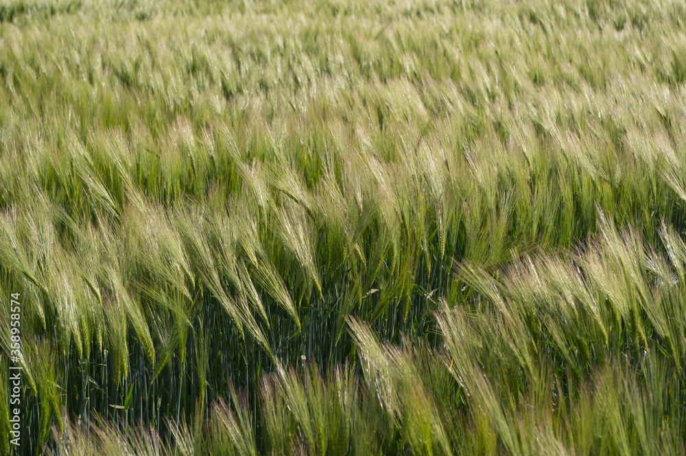 A cereal called rye. A plant whose grains are used to make flour for food. A cereal called rye. A plant whose grains are used to make flour for food.