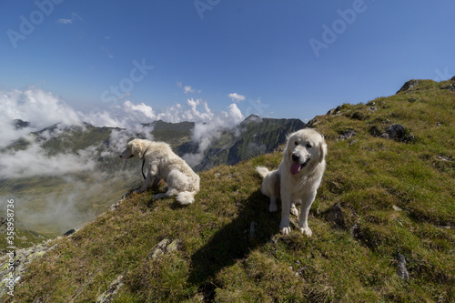 dog in the mountains