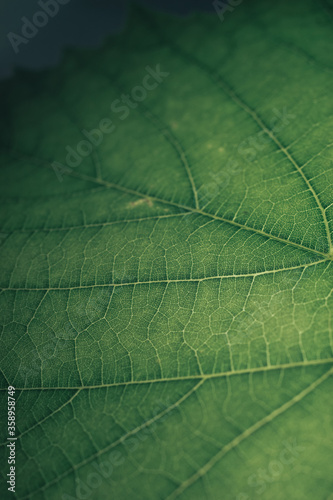 Beautiful green texture background. Cropped shot of green leaf textured. Abstract nature pattrn for design. Macro photogrpaphy view. photo