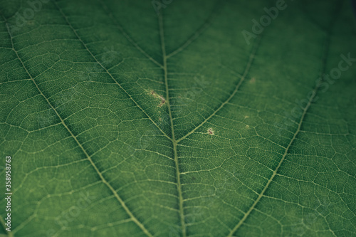 Beautiful green texture background. Cropped shot of green leaf textured. Abstract nature pattrn for design. Macro photogrpaphy view. photo