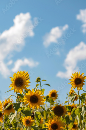 meadow of sunflowers on a background of blue sky