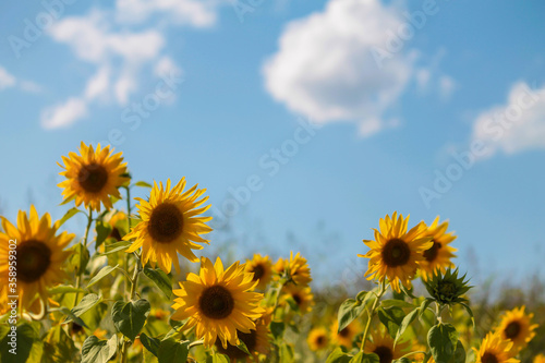 meadow of sunflowers on a background of blue sky