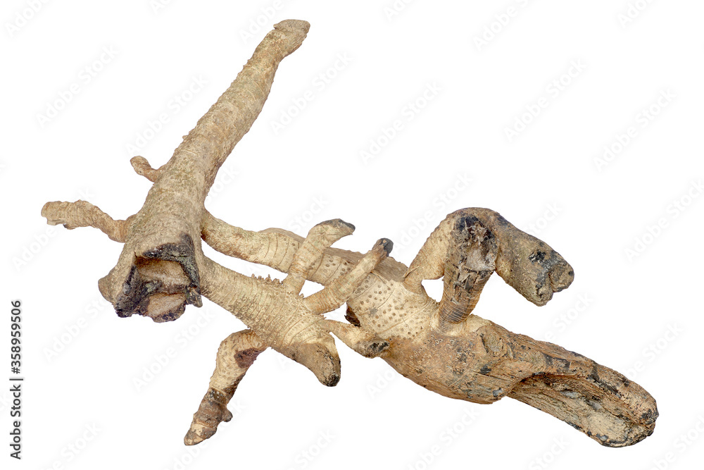 Fototapeta premium Dry bamboo roots isolated on white background