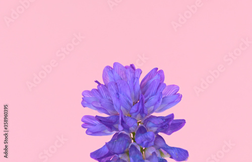 Wild European violet flower tufted vetch, cow vetch or bird vetch , isolated on a pastel pink background, scientific name Vicia cracca photo