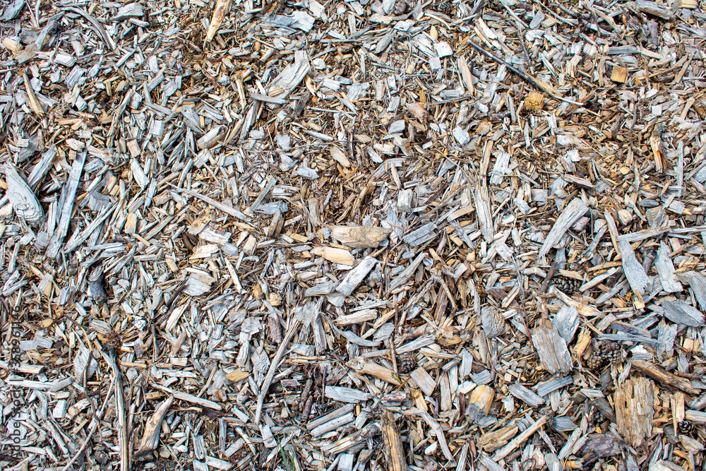 Dry wooden sawdust / scobs and wood chips on a ground. Deforestated field in the forest Dry wooden sawdust / scobs and wood chips on a ground. Deforestated field in the forest