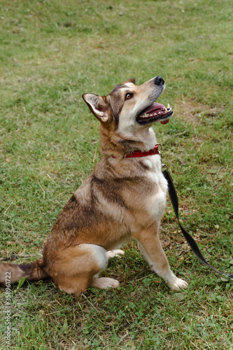 red dog in a leash plays on the grass