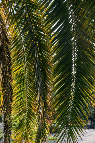 nature, tourism concept - Green palm trees leaves on blue sky background © Oksana Smyshliaeva