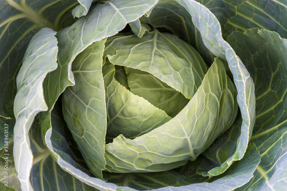 Fototapeta premium head of cabbage top view