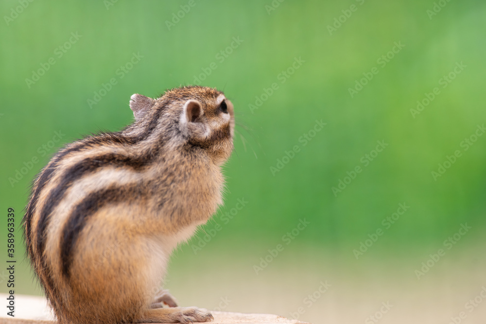 Naklejka premium 可愛いシマリス 緑背景