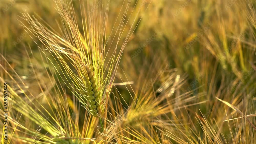 Bearded barley during sunrise near Flaxby, Harrogate, North Yorkshire. It is a member of the grass family, is a major cereal grain grown in temperate climates globally. Bearded barley during sunrise near Flaxby, Harrogate, North Yorkshire. It is a member of the grass family, is a major cereal grain grown in temperate climates globally.