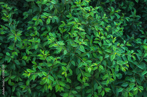 The crown of the tree. Young greens. Green foliage of a tree. Deciduous background. Lungs of the Earth. Pure oxygen. Screensaver in the form of leaves. Natural background. Juicy color.