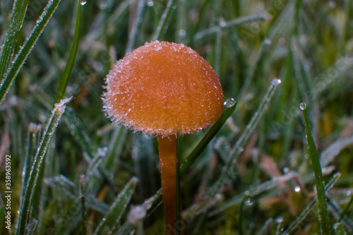 Close-up of a Frosted wild mushroom found on a meadow in the beggining of the winter, scientific name Galerina vittiformis photo