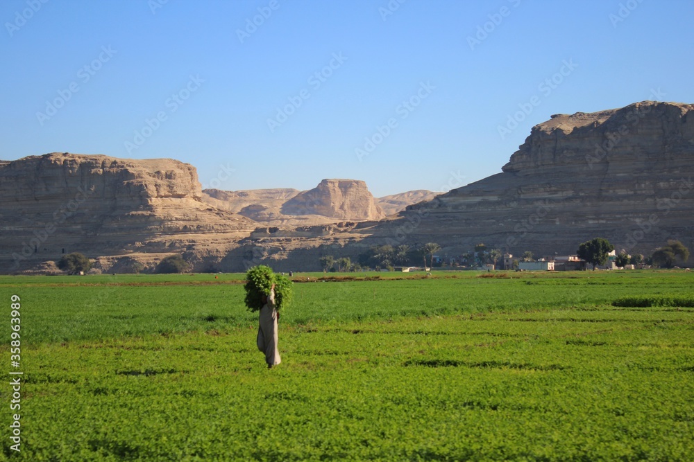 Fototapeta premium A farmer carrying hay while walking in a field in front of a rocky mountain in Egypt