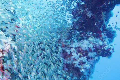 Beautiful tropical coral reef with shoal of transparent coral fish © Tunatura