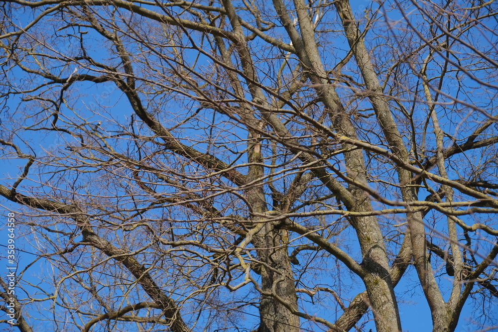 tree branches without leaves against a clear blue sky in early spring. tree branches without leaves against a clear blue sky in early spring.