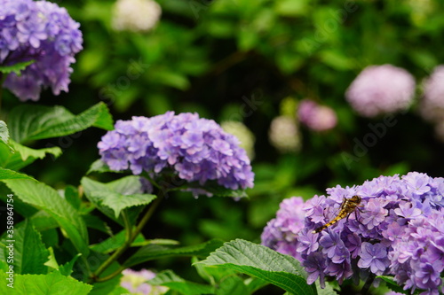 日本の紫陽花