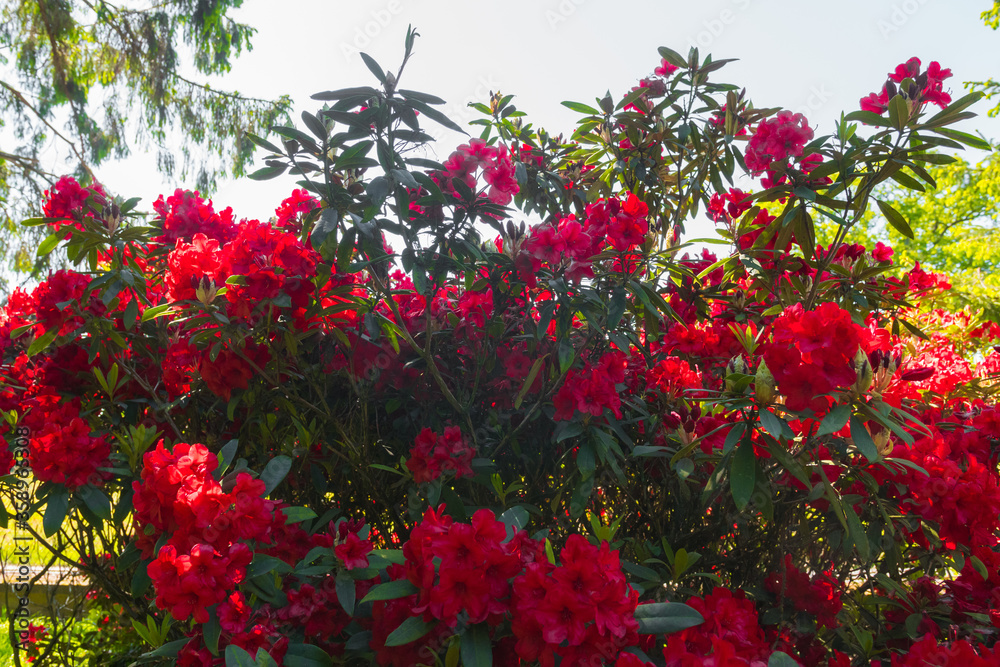 Fototapeta premium Beautiful big close up of a red rhododendron bush in Normandy. Sunny spring day. Colorful and peaceful nature.