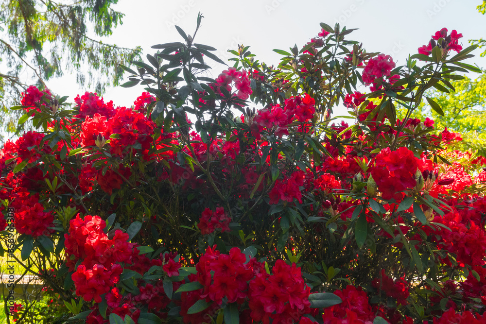 Beautiful big close up of a red rhododendron bush in Normandy. Sunny spring day. Colorful and peaceful nature.