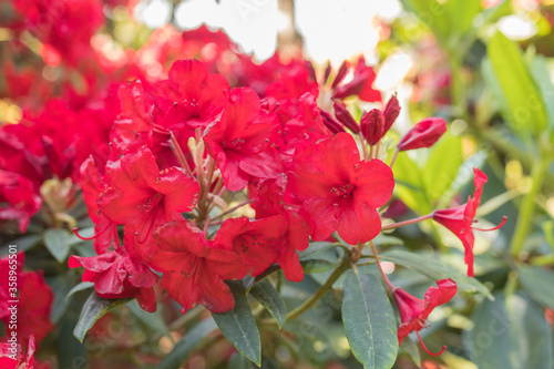 Beautiful macro close up of a red rhododendron bush in Normandy. Sunny spring day. Colorful and peaceful nature.