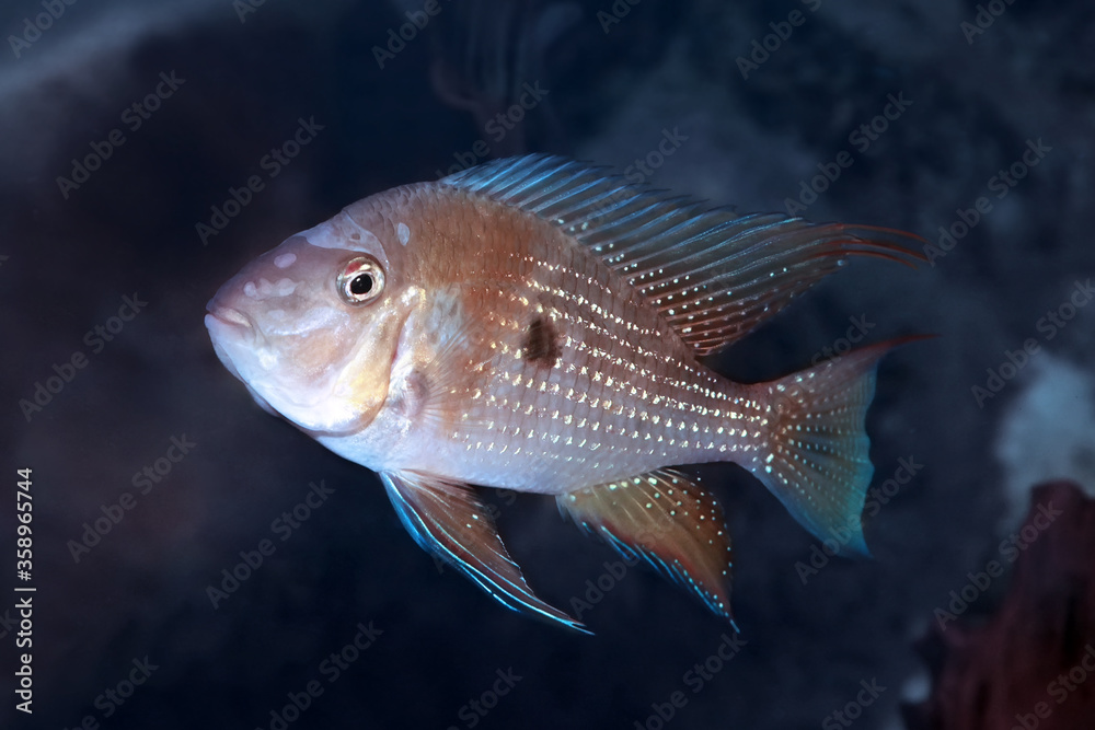 Threadfin Acara (Acarichthys heckelii) fish from Amazon Threadfin Acara (Acarichthys heckelii) fish from Amazon