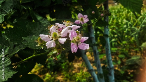 Rubus ulmifolius photo