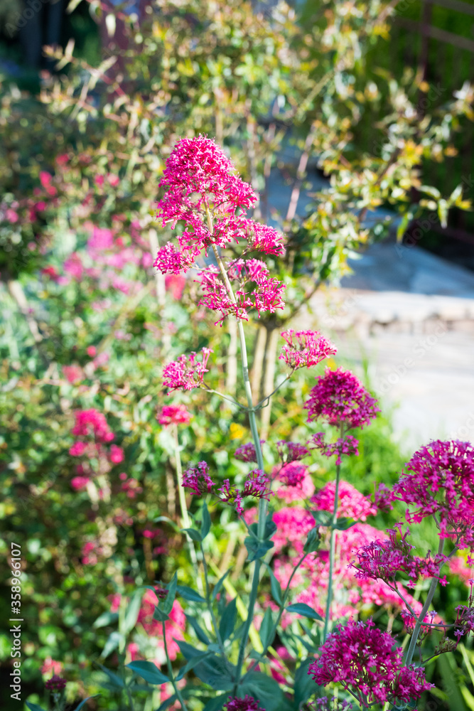 Fototapeta premium Beautiful luxurious nature violet flowers bush in Normandy. Sunny spring day. Colorful and peaceful nature.