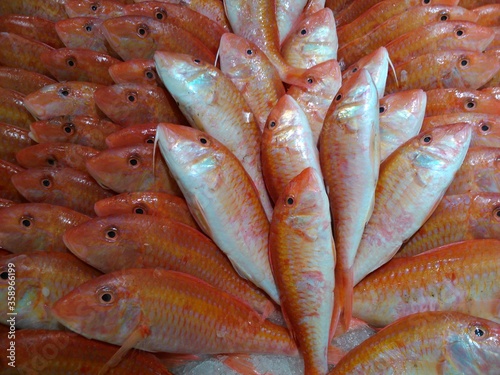 fresh fish display on ice at market ,uae .