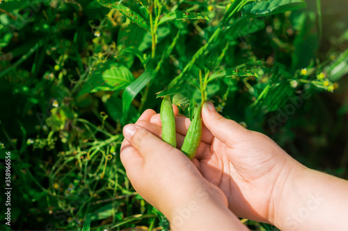 Fresh pods of green peas in hands of child in the garden in summer.