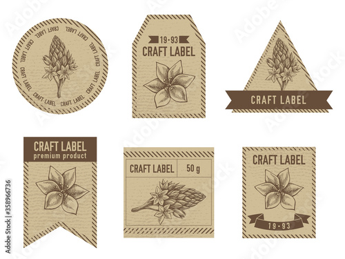 Craft labels vintage design with illustration of ornithogalum
