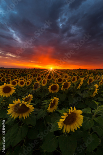 yellow and orange sunflowers on field during sunset in Poland