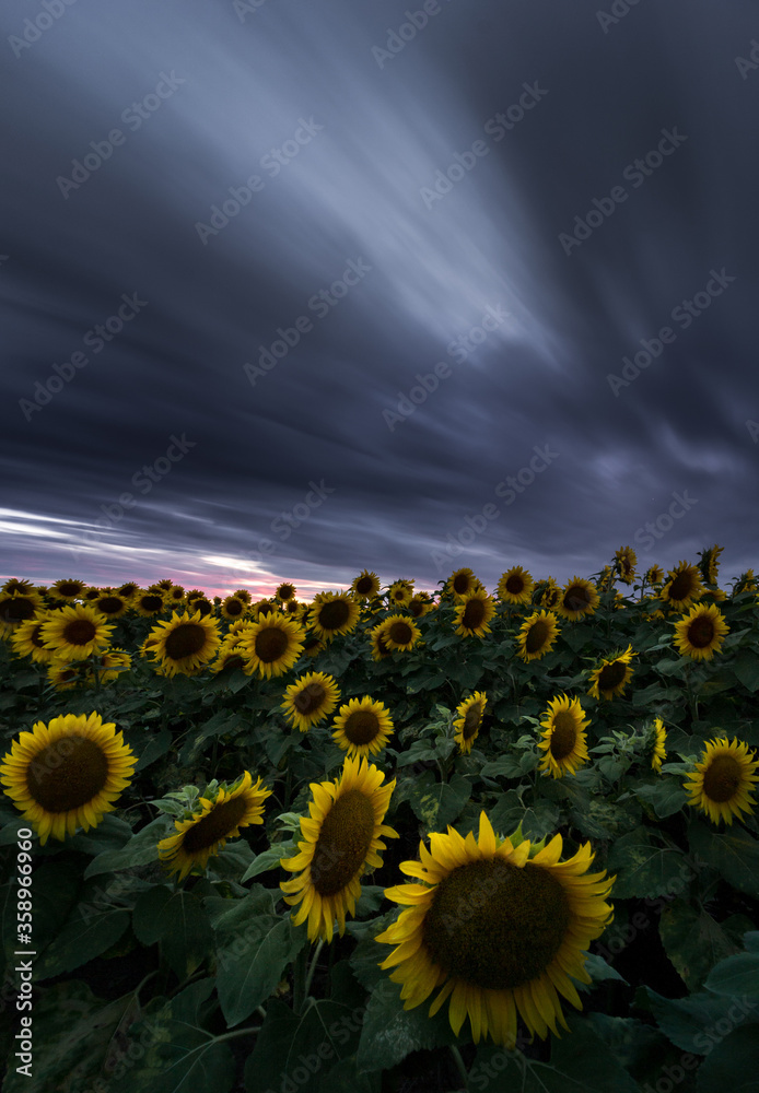 Obraz premium Sunflower field under dramatic dark sky and vibrant red sunset with moving clouds