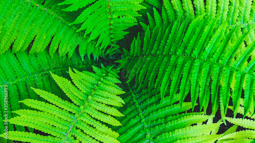 background for design - fern leaves of different sizes grow in the park