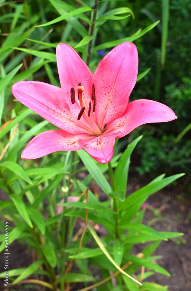 Pink lilly in the garden.