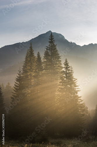 Beautiful, magical sun rays coming through spruce trees