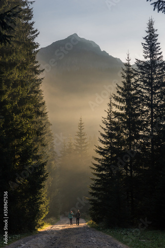 Beautiful, magical sun rays coming through spruce trees