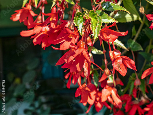 A series of beautiful red flowers stands out on a bush