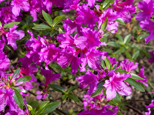 Beautifully flowering shrub of red azalea
