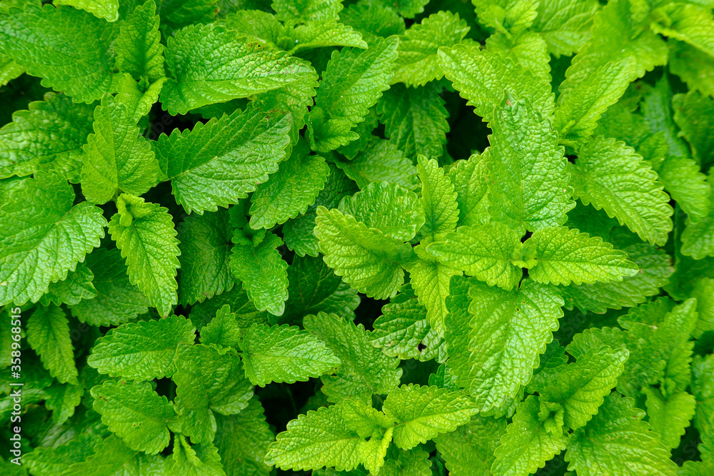 Lemon balm (Melissa officinalis) leaf texture Lemon balm (Melissa officinalis) leaf texture
