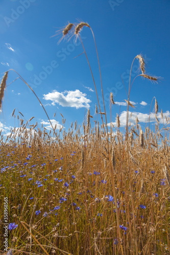 Grass and stalks against the sky