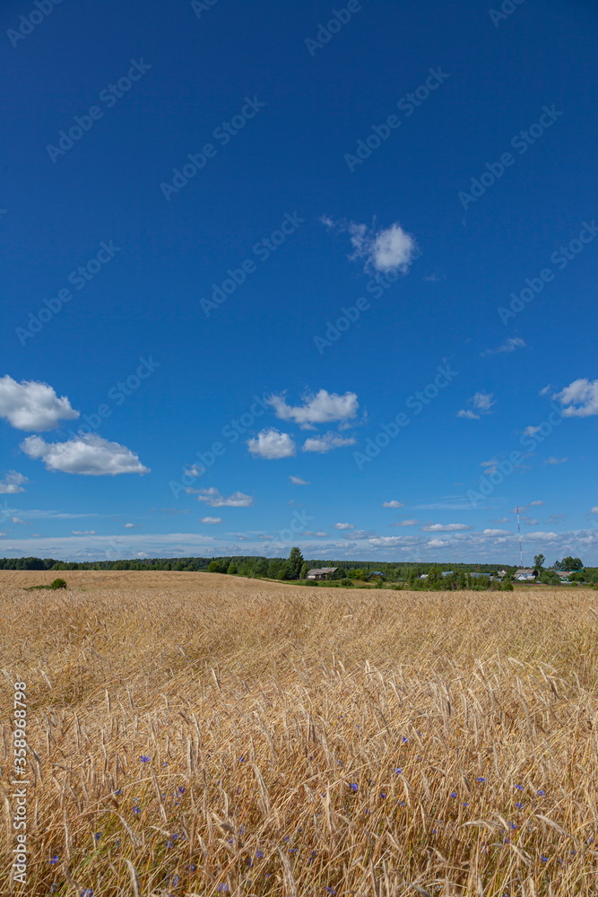 Field of ripe cereal stalks