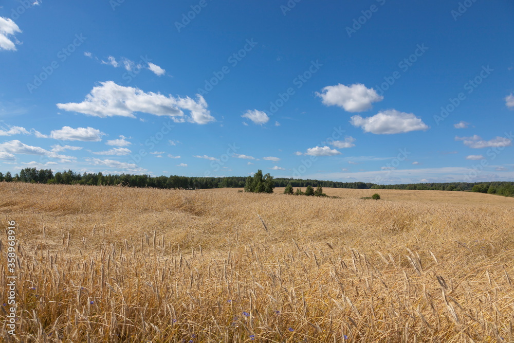 Field of ripe cereal stalks
