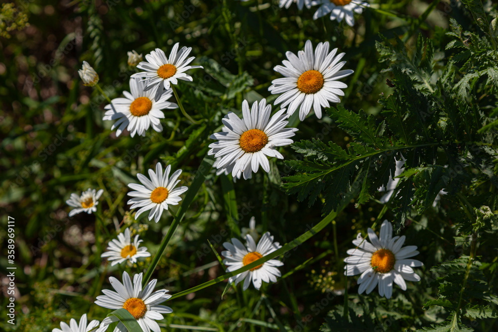 White daisies on a green background White daisies on a green background