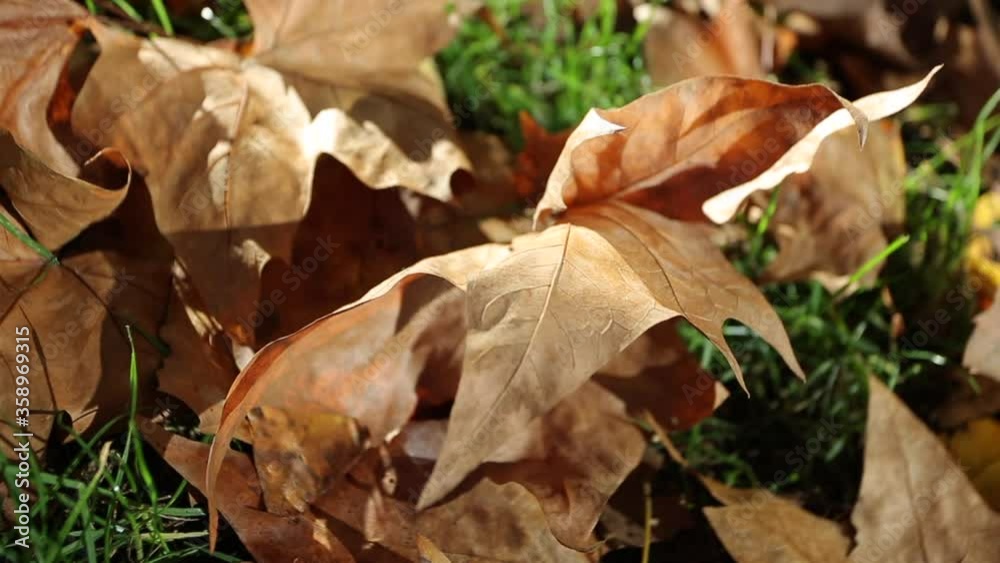 Dried leaves on a parc in Paris