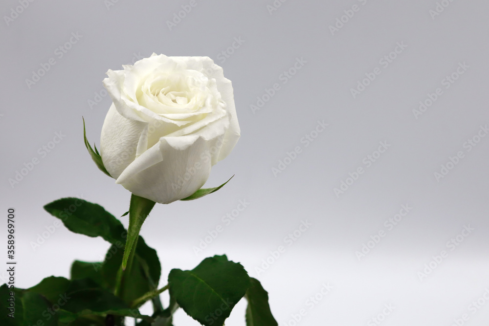 Fototapeta premium white rose isolated on white